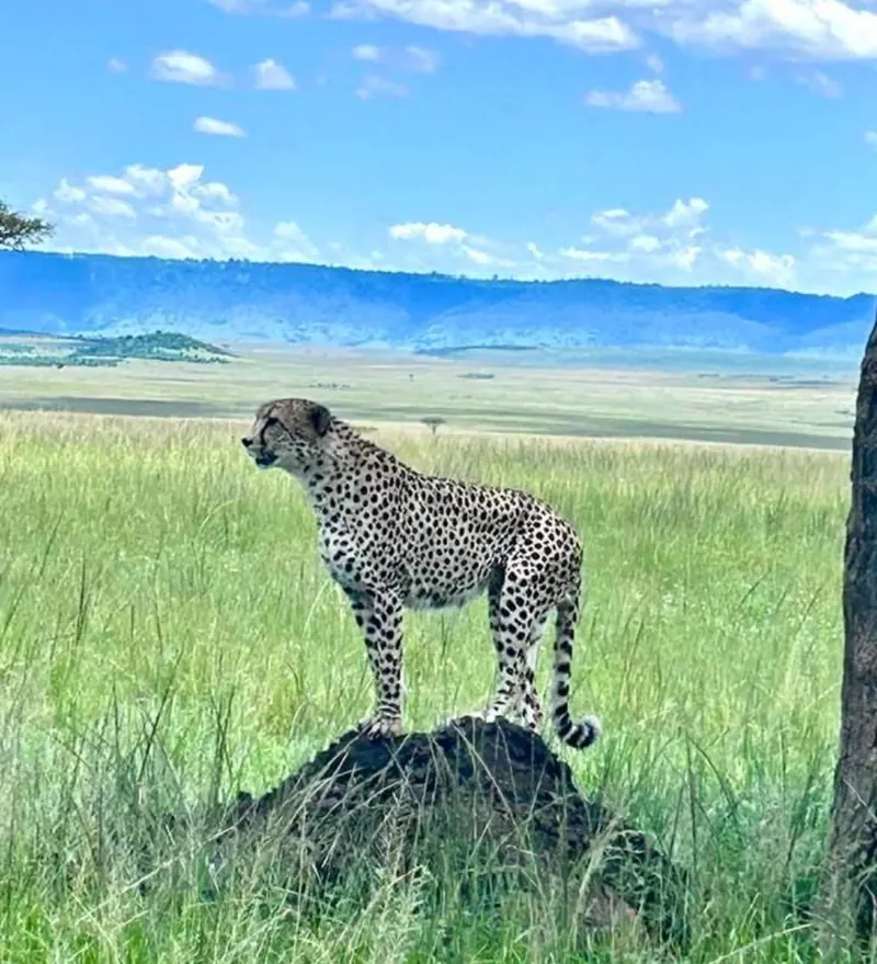 Cheetah Standing Over Green Grassland
