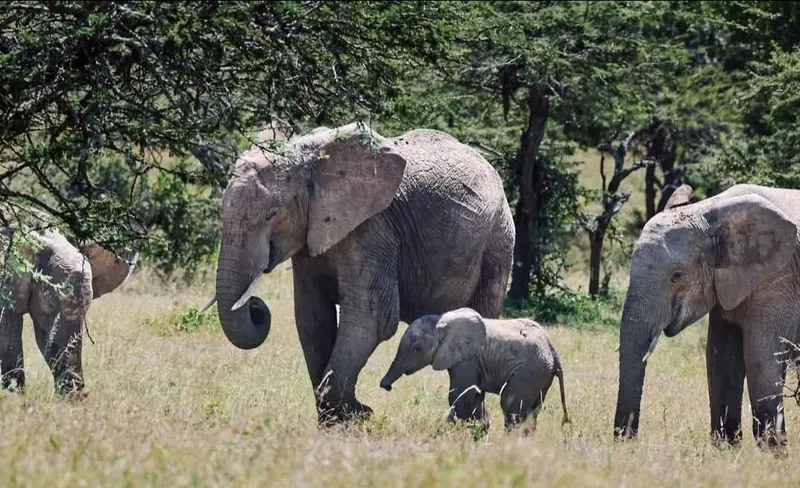 Elephant Family Walking Across the Plains