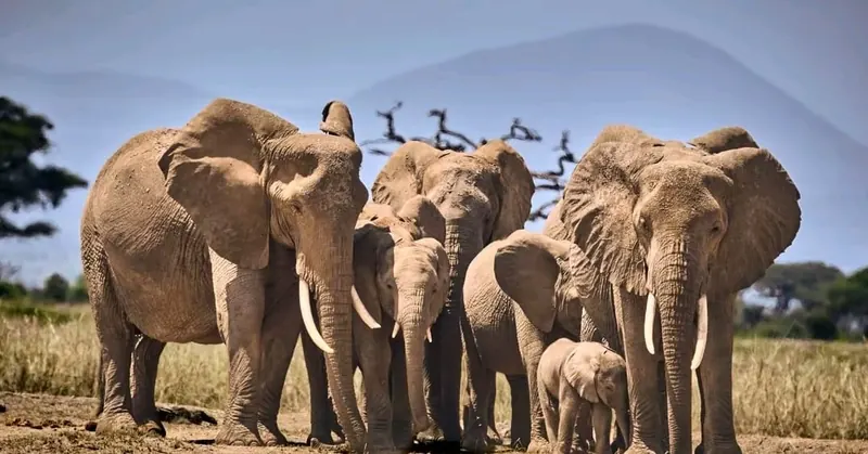 Elephant Herd Crossing the Plains