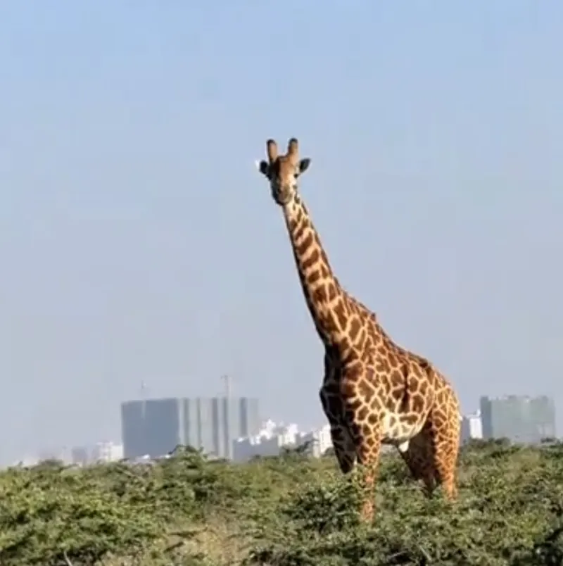 Giraffe Standing Above the Savannah