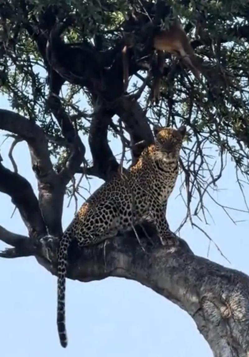 Leopard Resting High in an Acacia Tree