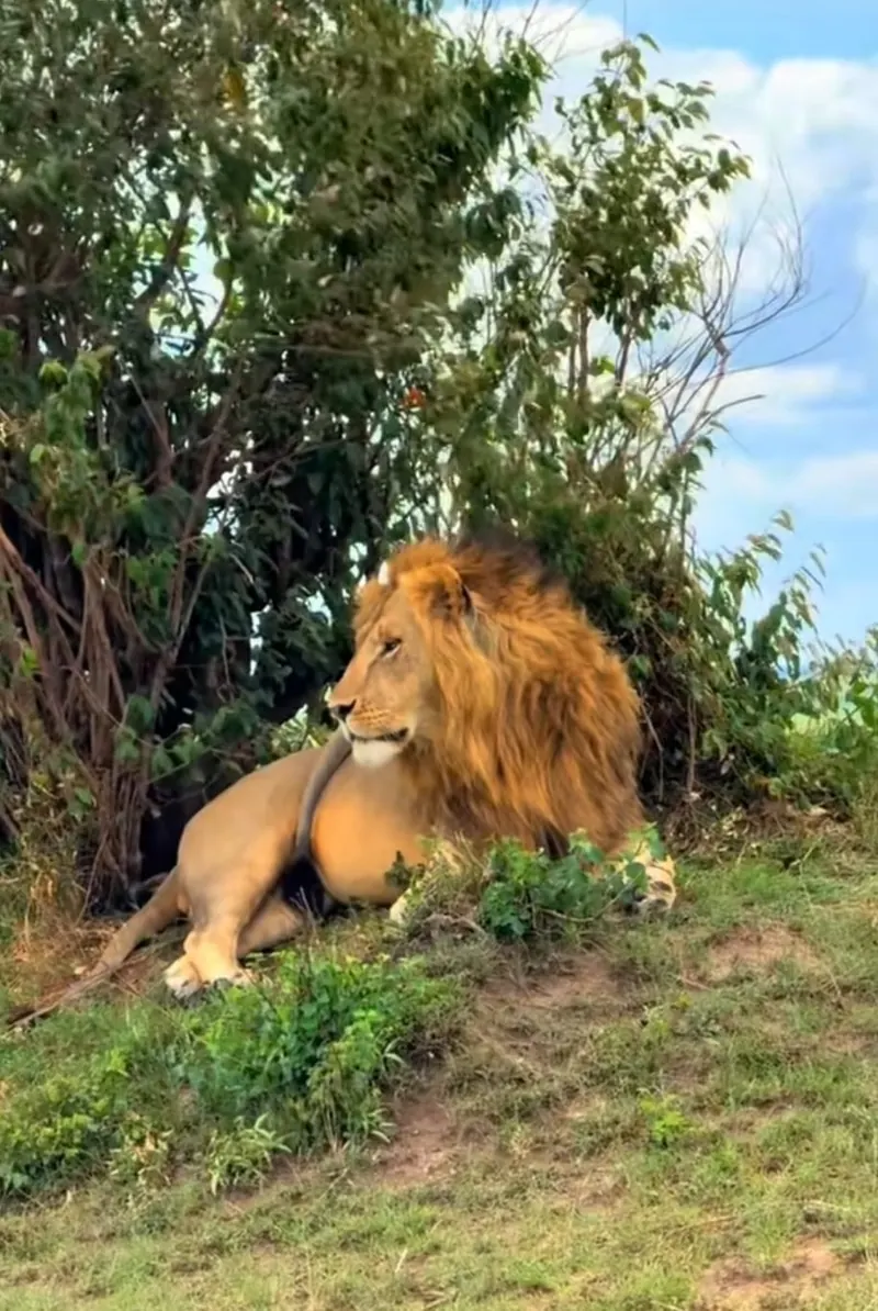 Male Lion Resting in the Savannah