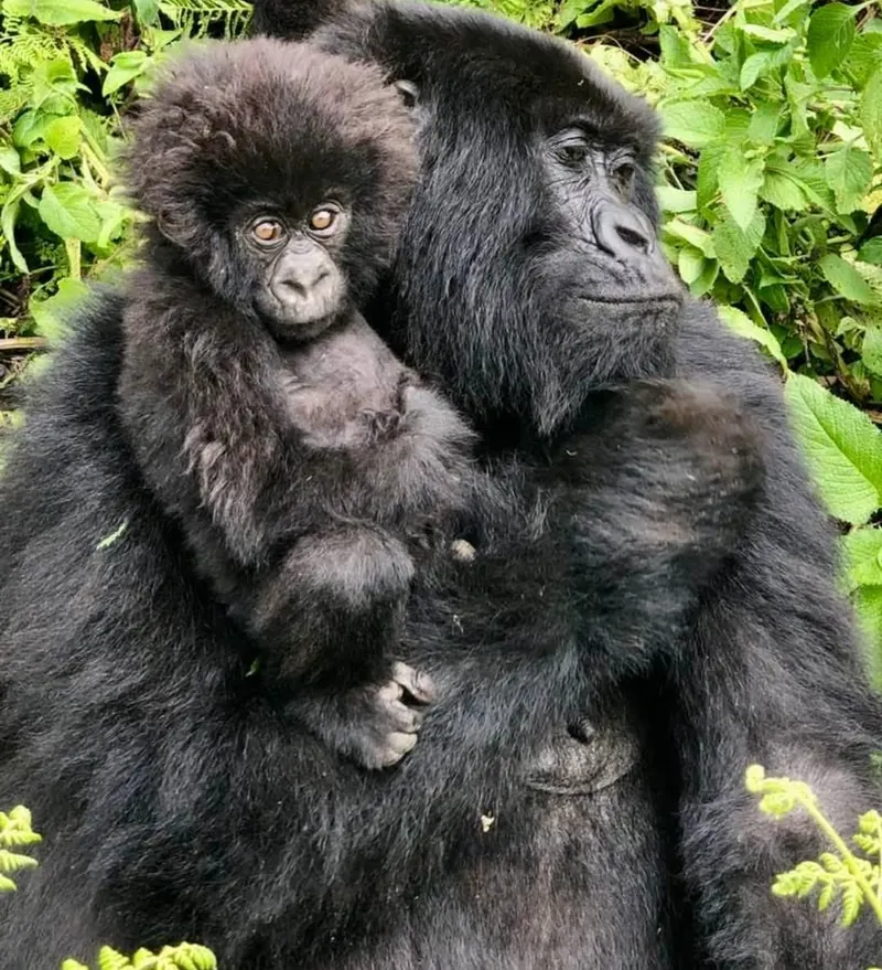 Mountain Gorilla Mother and Infant