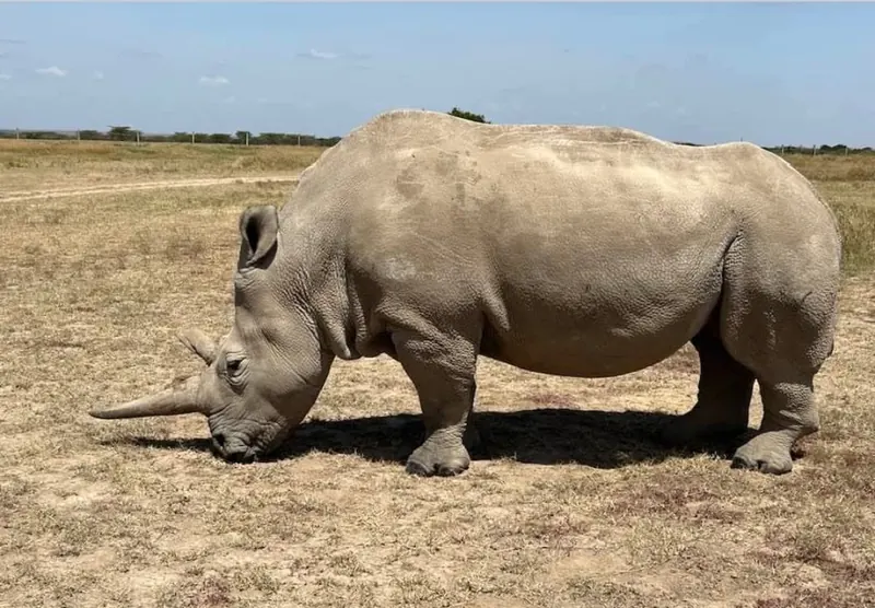 White Rhino on the Open Plains