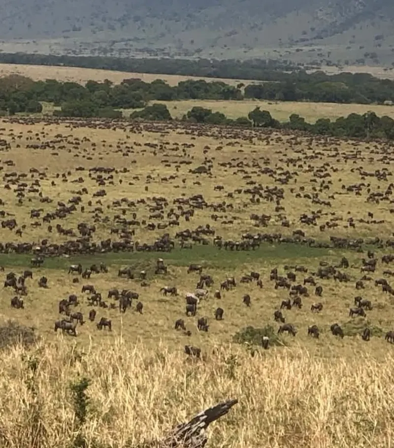 Wildebeest Across a Vast Safari Landscape
