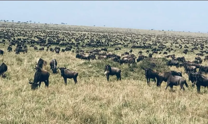 Wildebeest Herd Across the Savannah