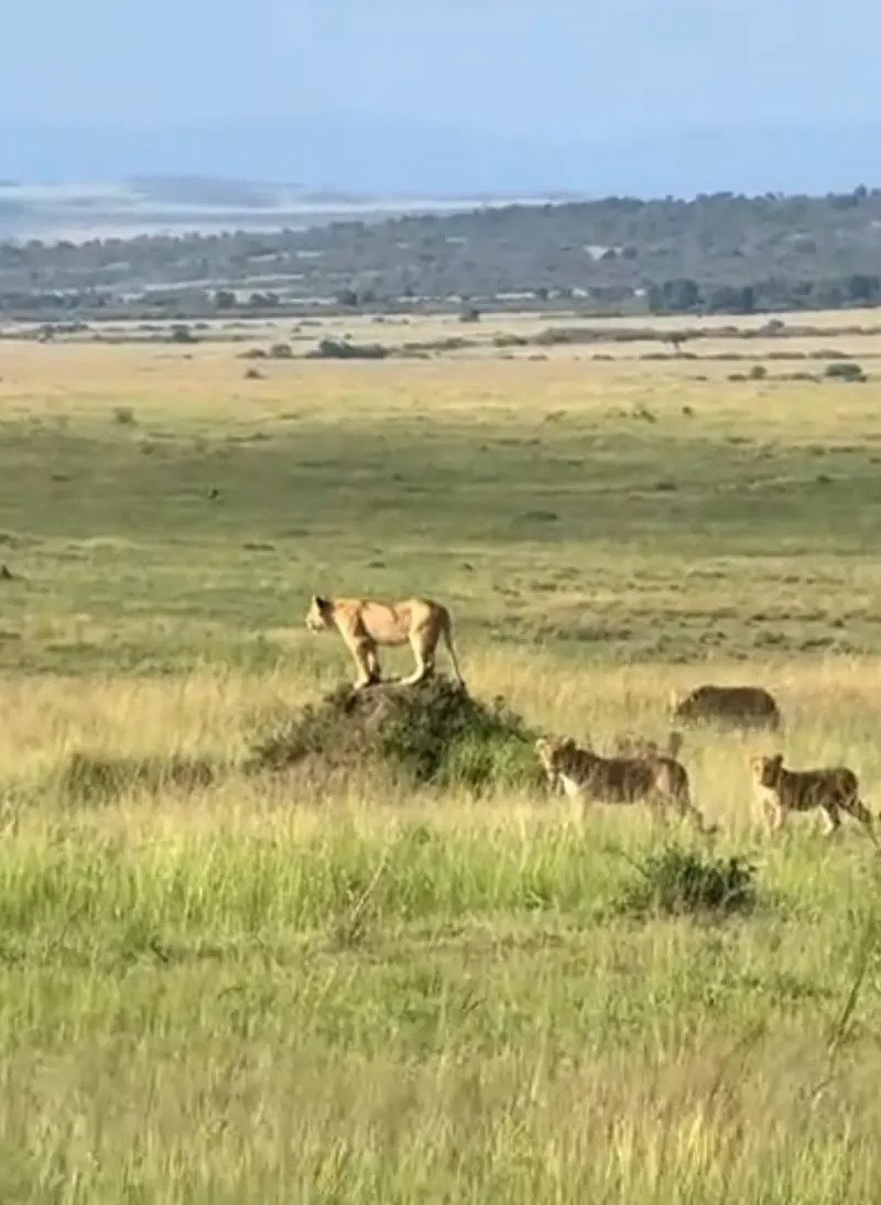 Wildlife Across the East African Grasslands