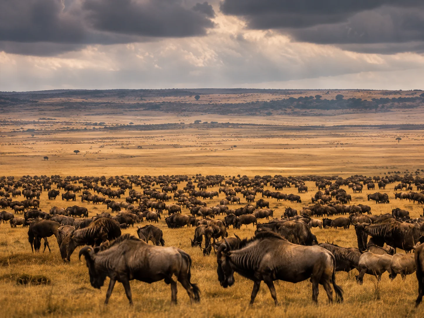6–10-Day Serengeti Safari photograph 4